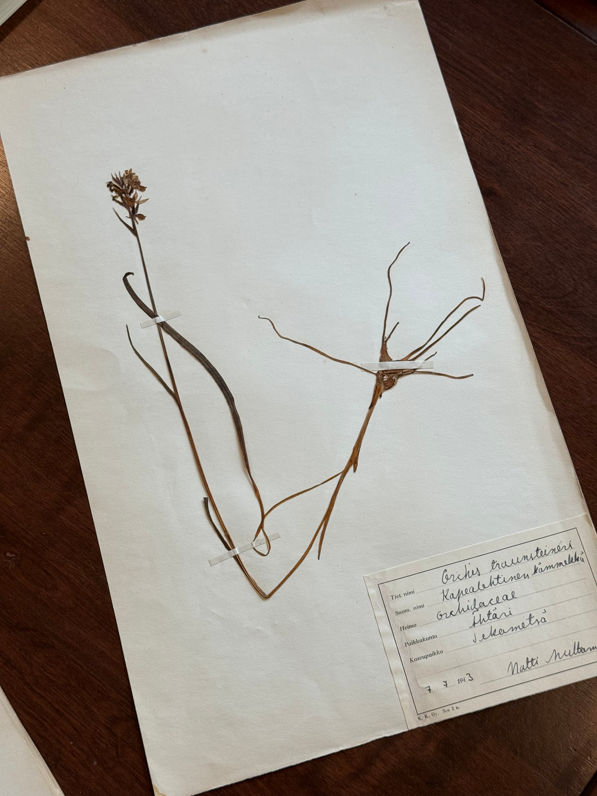 Herbarium Sheet No. 23