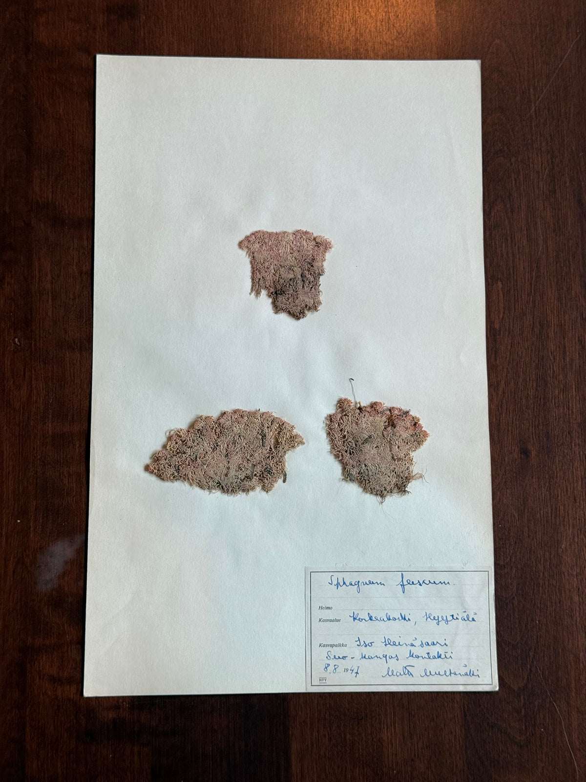 Herbarium Sheet No. 28
