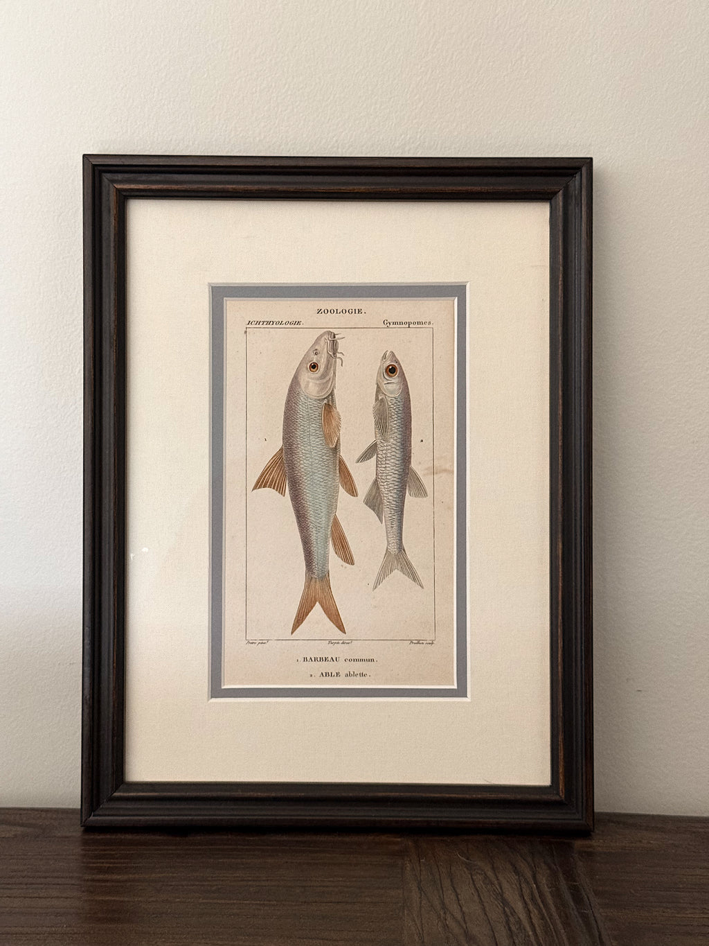 Antique Hand-Colored Fish Lithograph