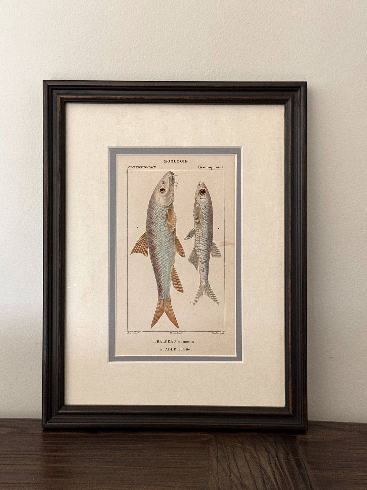 Antique Hand-Colored Fish Lithograph