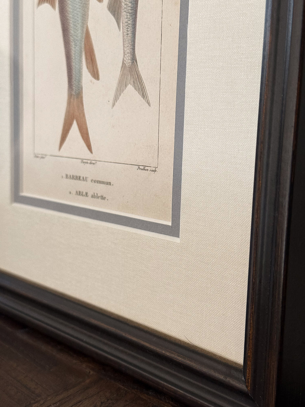 Antique Hand-Colored Fish Lithograph