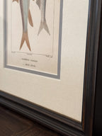 Antique Hand-Colored Fish Lithograph