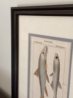 Antique Hand-Colored Fish Lithograph