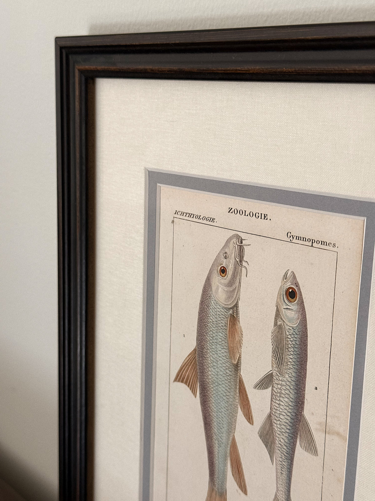 Antique Hand-Colored Fish Lithograph