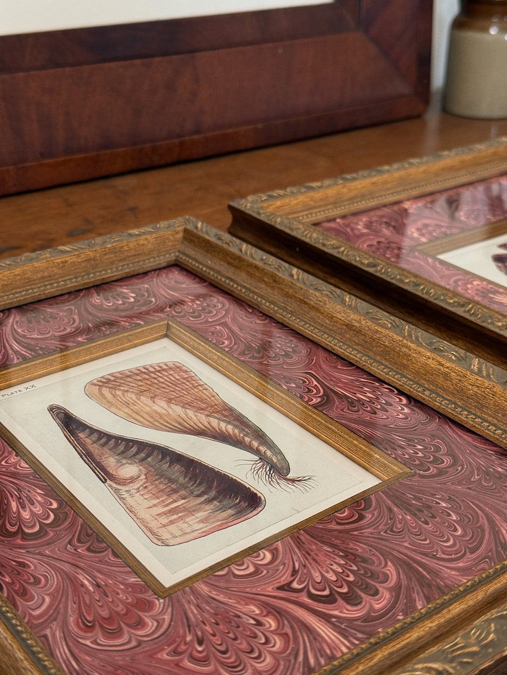 Set of Two Antique Natural History Book Plates