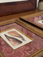 Set of Two Antique Natural History Book Plates