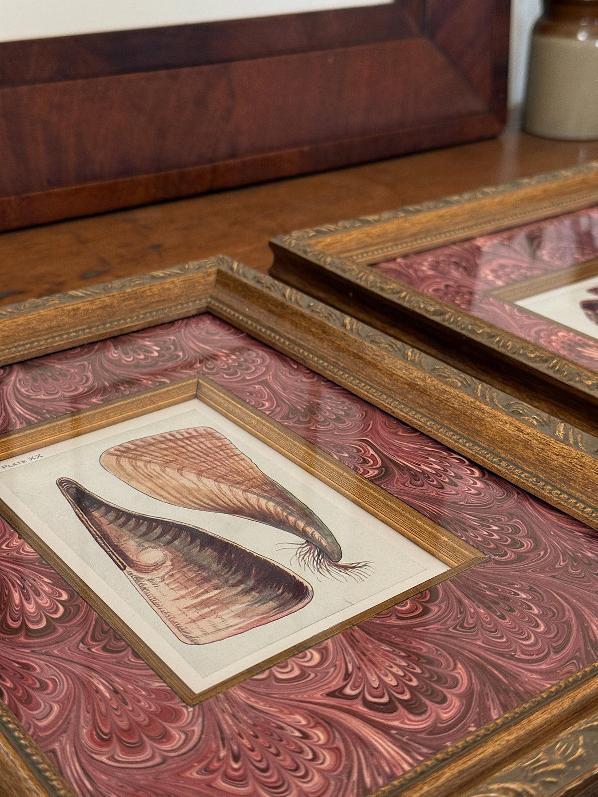 Set of Two Antique Natural History Book Plates