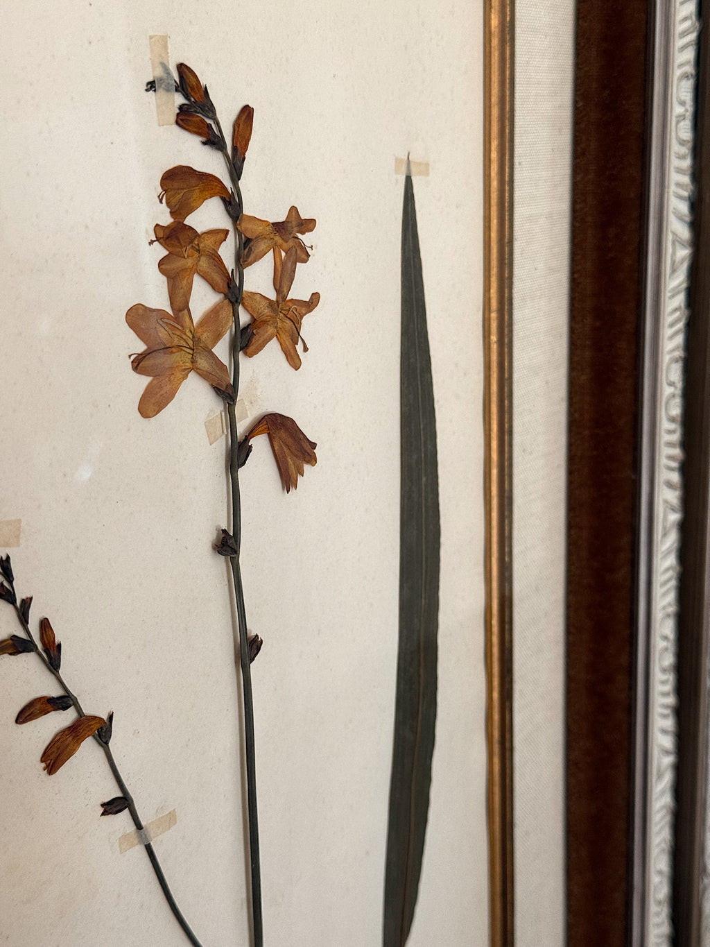 Custom Framed Antique Dutch Herbarium Collection
