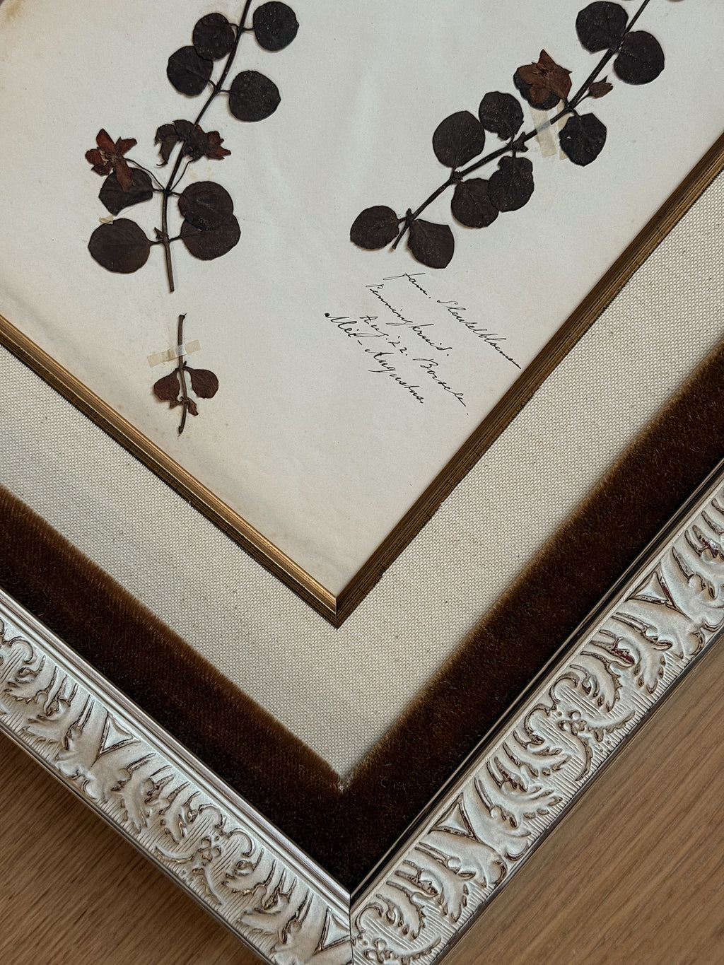 Custom Framed Antique Dutch Herbarium Collection