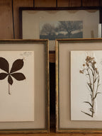 Set of Three Antique Dutch Herbarium Specimens, circa 1922