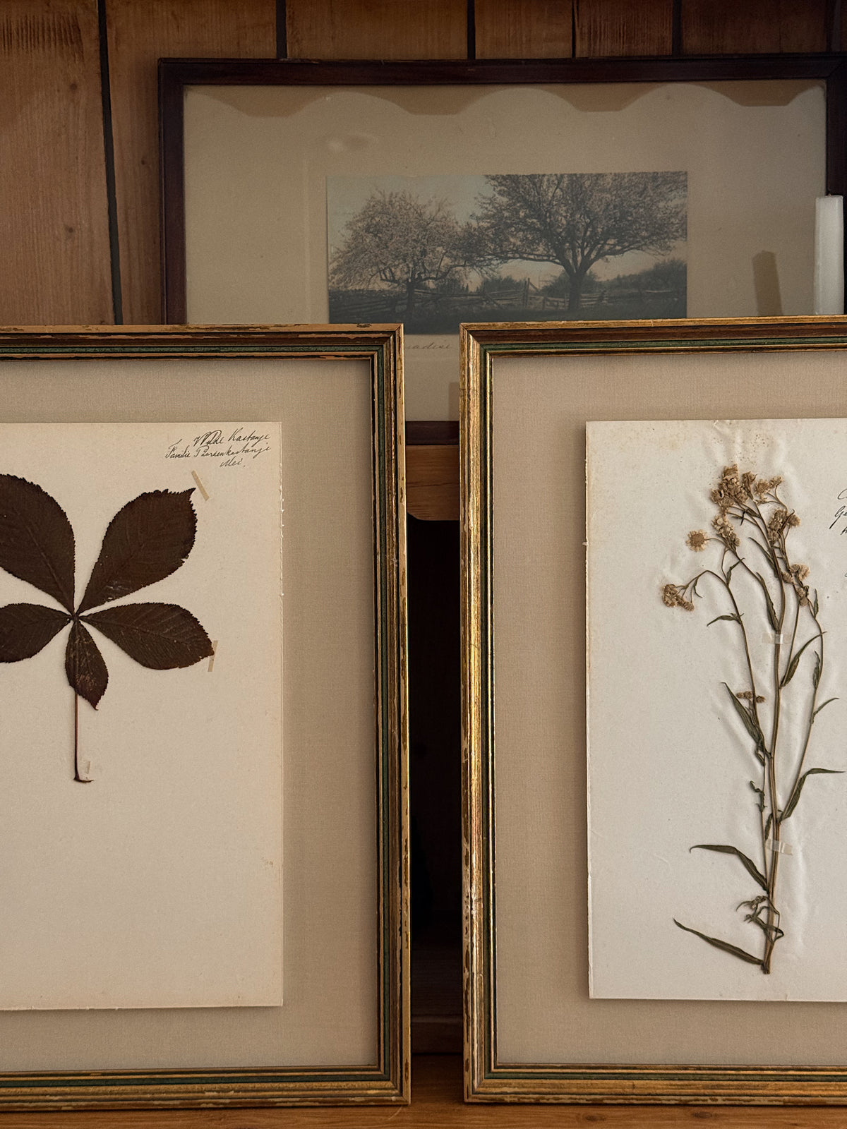 Set of Three Antique Dutch Herbarium Specimens, circa 1922