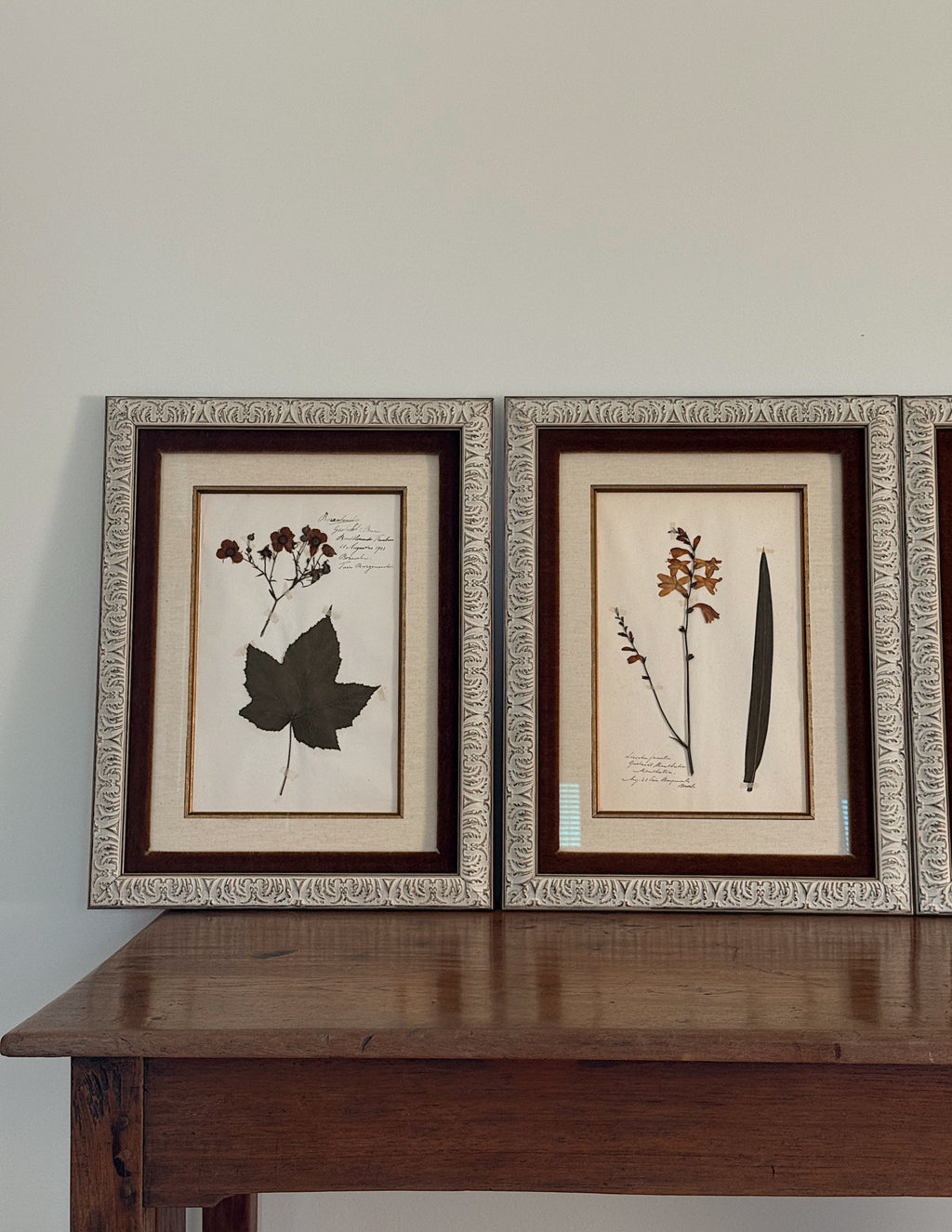 Custom Framed Antique Dutch Herbarium Collection