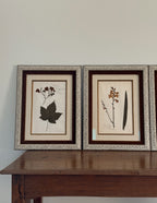 Custom Framed Antique Dutch Herbarium Collection