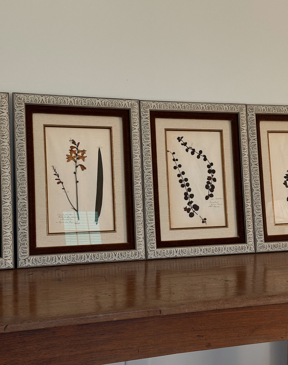 Custom Framed Antique Dutch Herbarium Collection