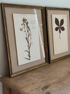 Set of Three Antique Dutch Herbarium Specimens, circa 1922