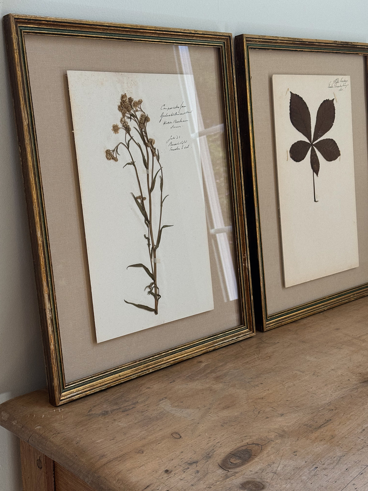 Set of Three Antique Dutch Herbarium Specimens, circa 1922