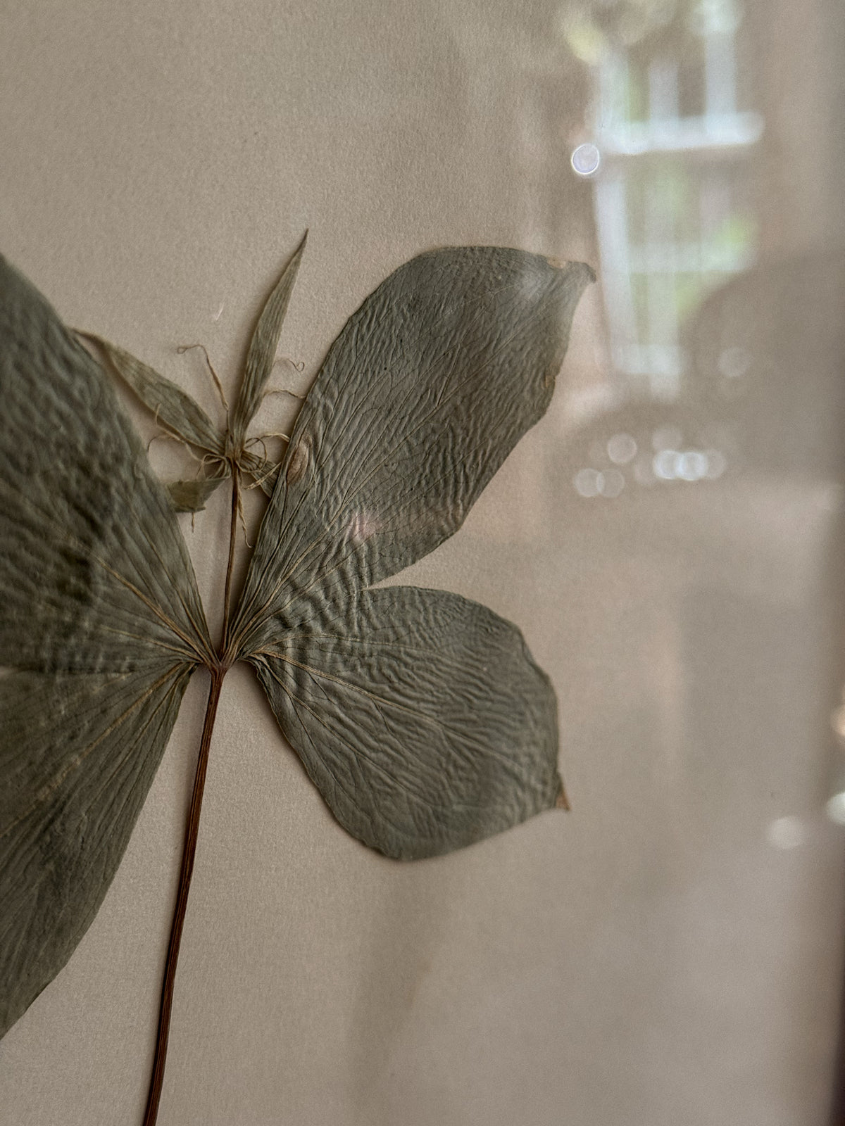Vintage Finnish Herbarium Specimens, Custom Floral Matting