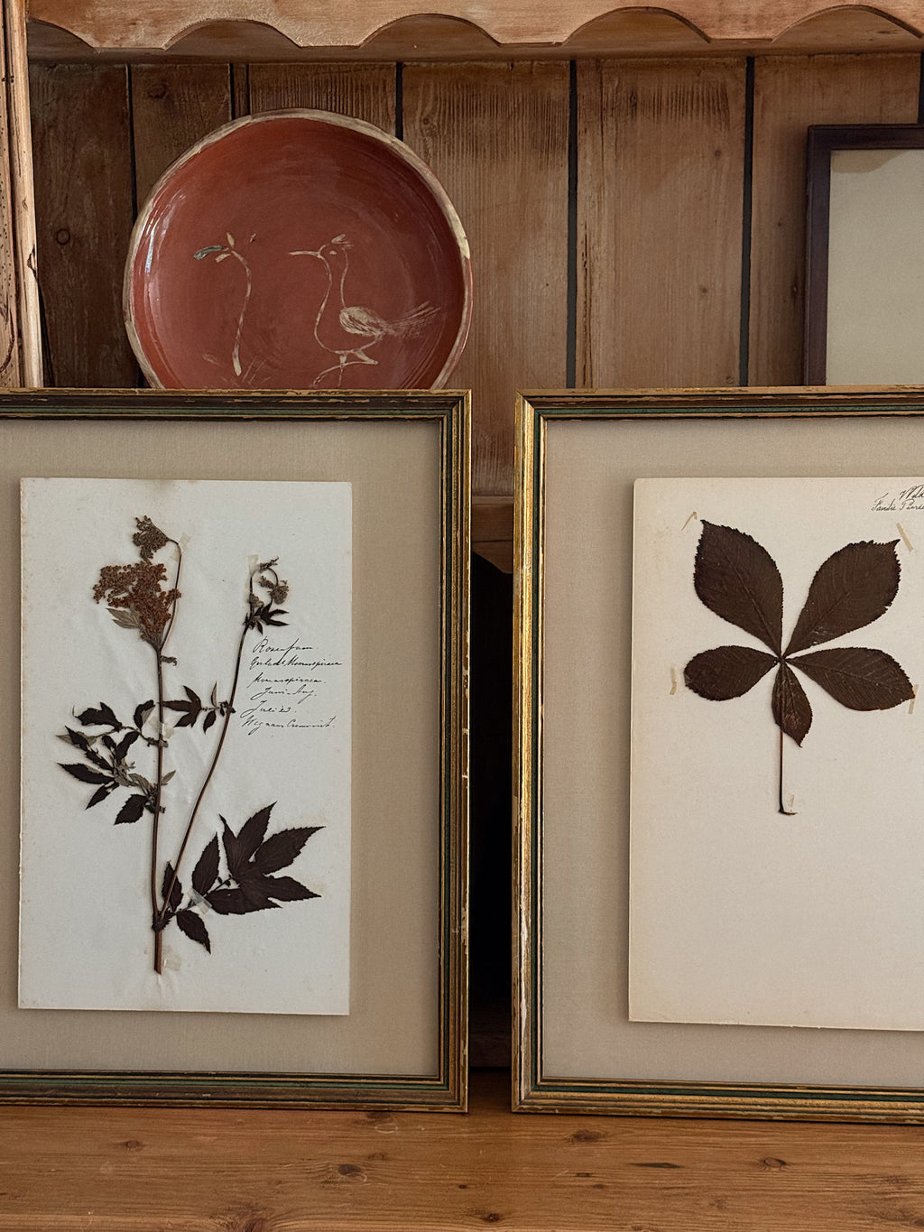 Set of Three Antique Dutch Herbarium Specimens, circa 1922
