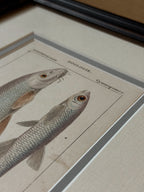 Antique Hand-Colored Fish Lithograph