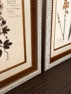 Custom Framed Antique Dutch Herbarium Collection
