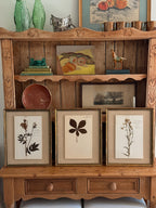 Set of Three Antique Dutch Herbarium Specimens, circa 1922