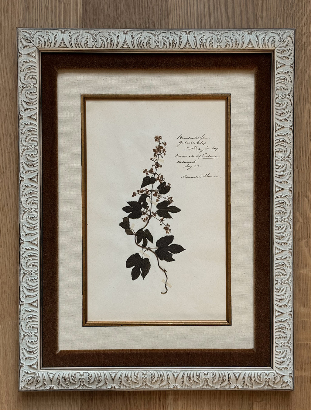 Custom Framed Antique Dutch Herbarium Collection