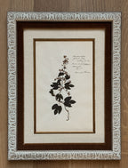 Custom Framed Antique Dutch Herbarium Collection