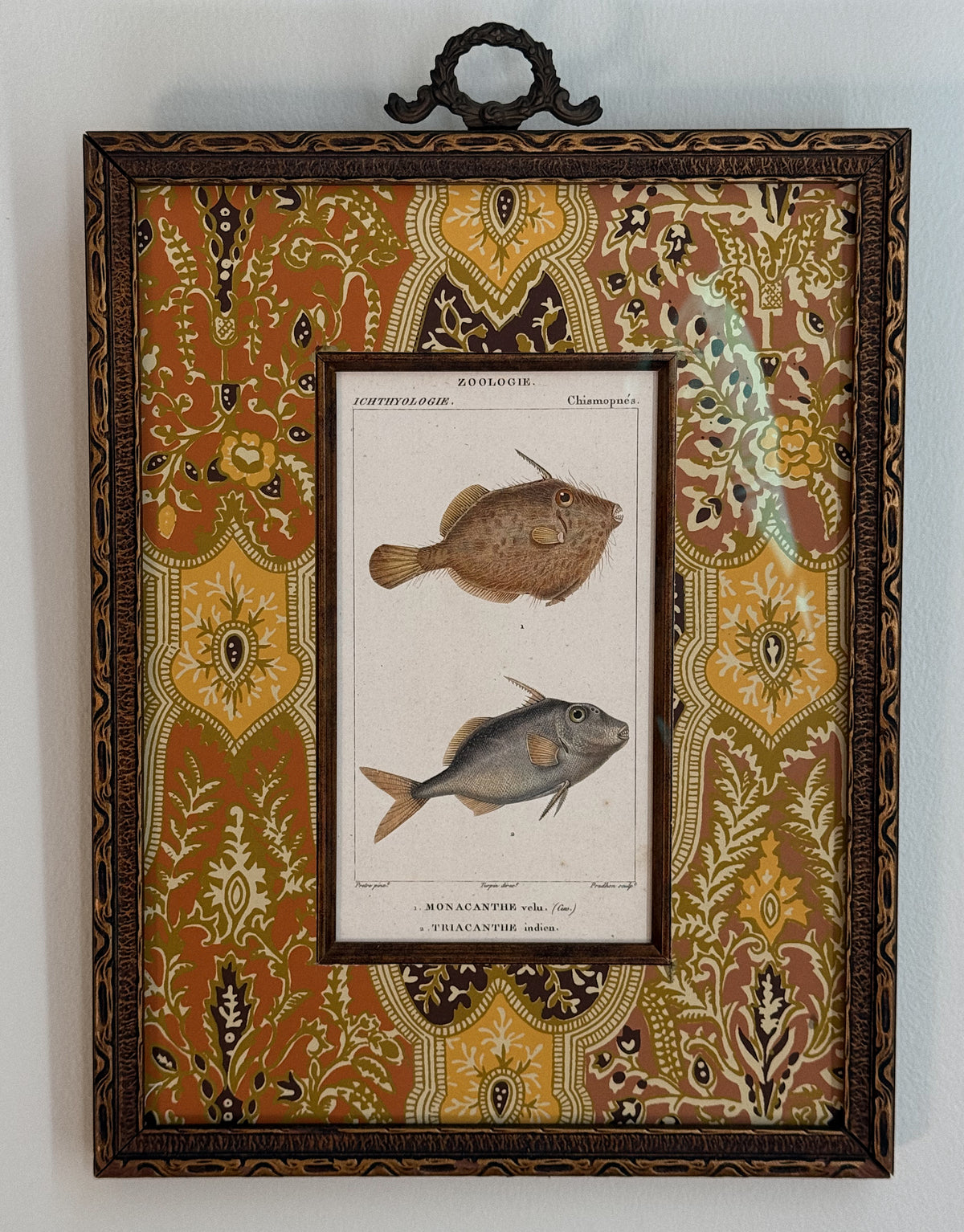 Antique French Hand-Colored Fish Engraving, in Vintage Wallpaper