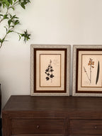 Custom Framed Antique Dutch Herbarium Collection
