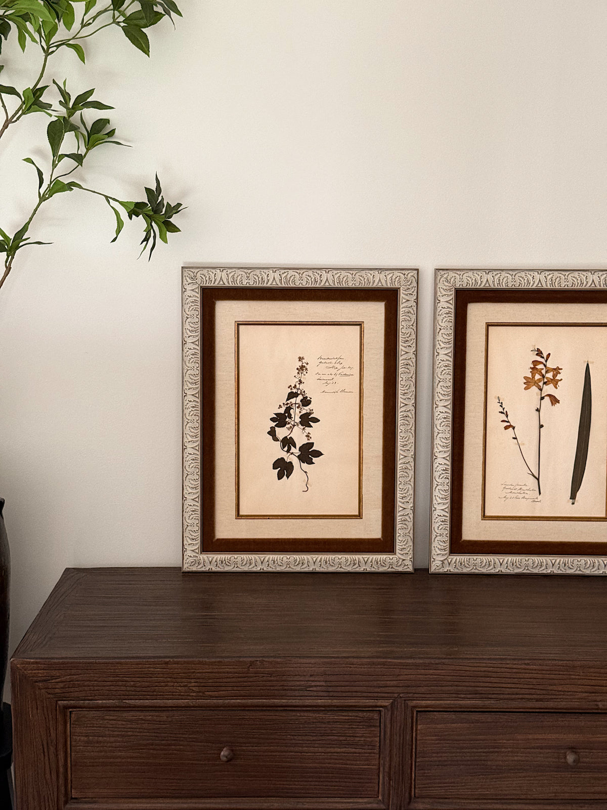 Custom Framed Antique Dutch Herbarium Collection
