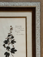 Custom Framed Antique Dutch Herbarium Collection