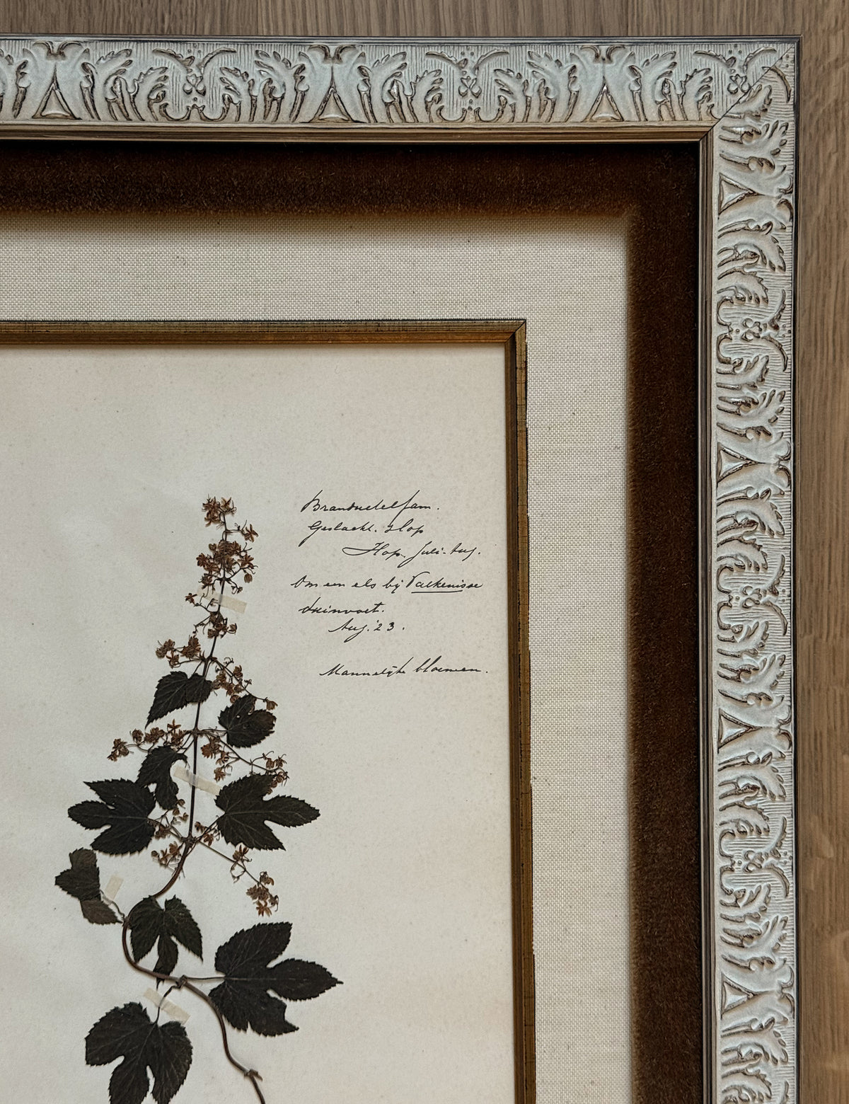 Custom Framed Antique Dutch Herbarium Collection