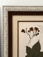 Custom Framed Antique Dutch Herbarium Collection