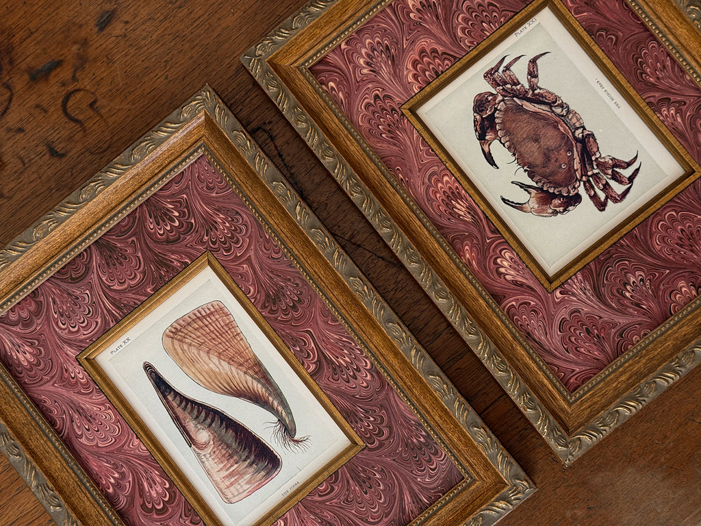 Set of Two Antique Natural History Book Plates