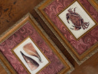 Set of Two Antique Natural History Book Plates