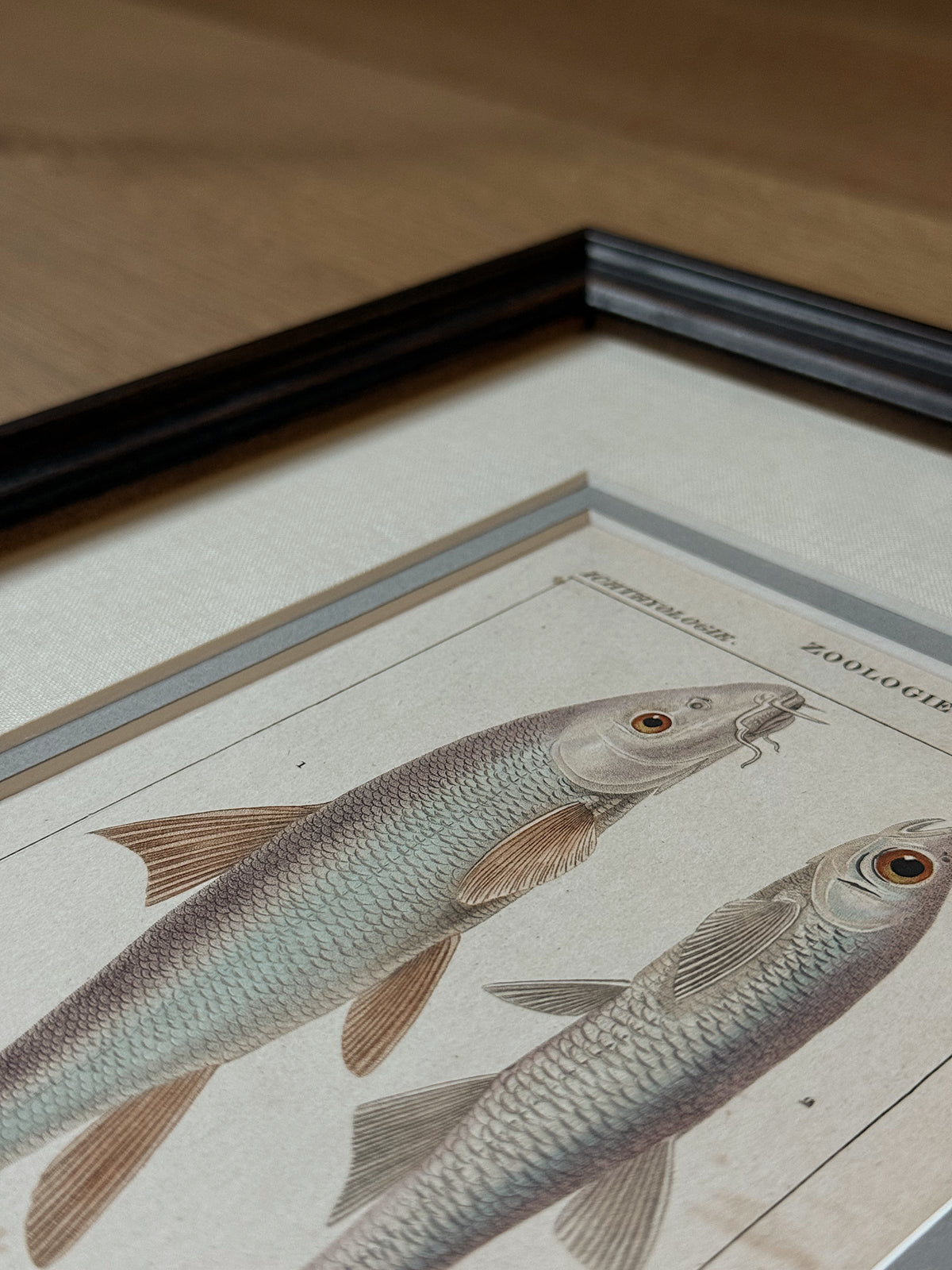 Antique Hand-Colored Fish Lithograph