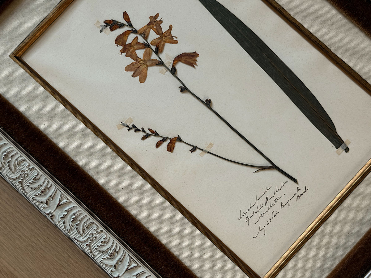 Custom Framed Antique Dutch Herbarium Collection