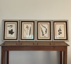 Custom Framed Antique Dutch Herbarium Collection