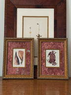 Set of Two Antique Natural History Book Plates