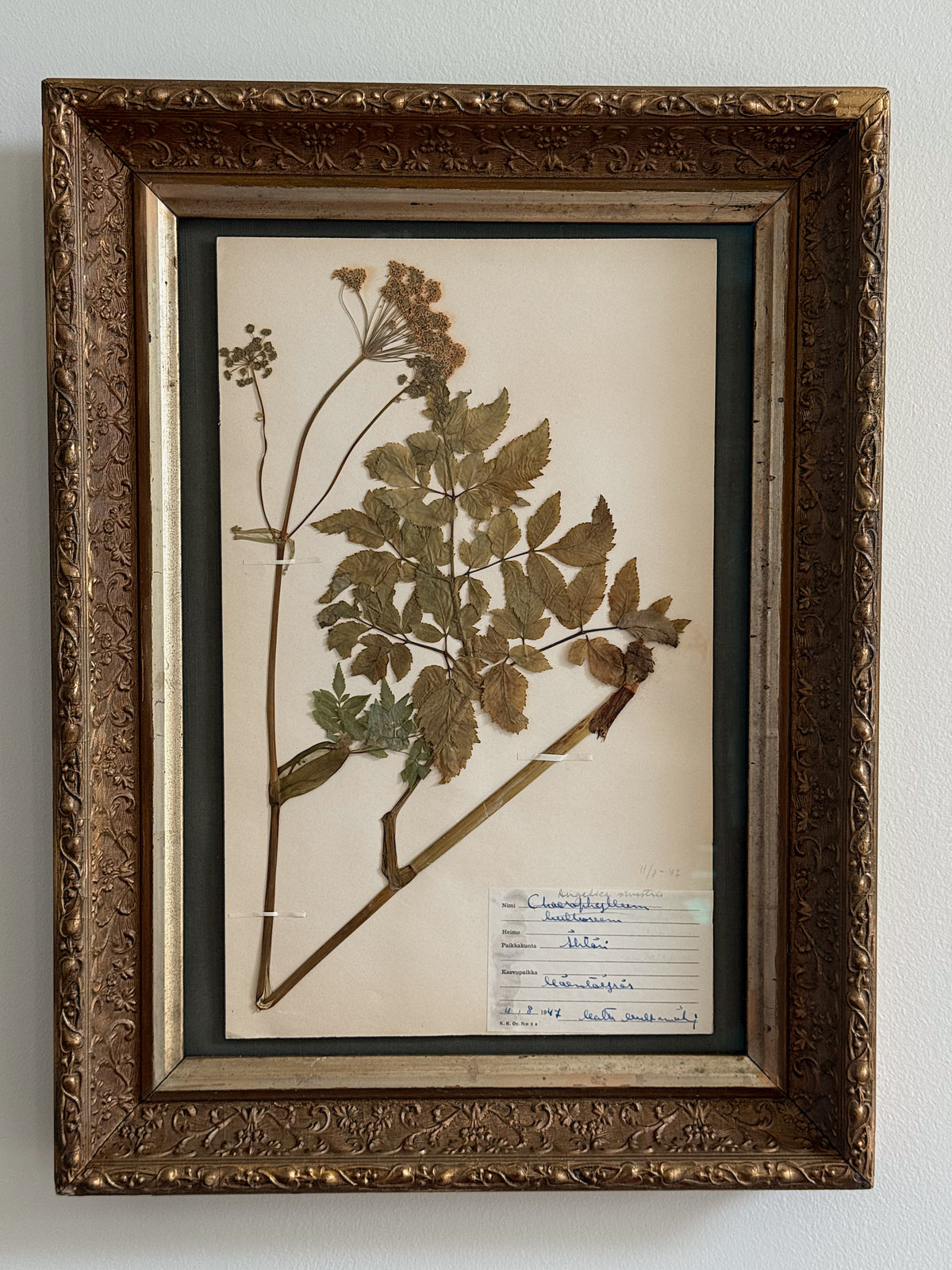 Custom Framed Finnish Herbarium Specimen in Antique Frame