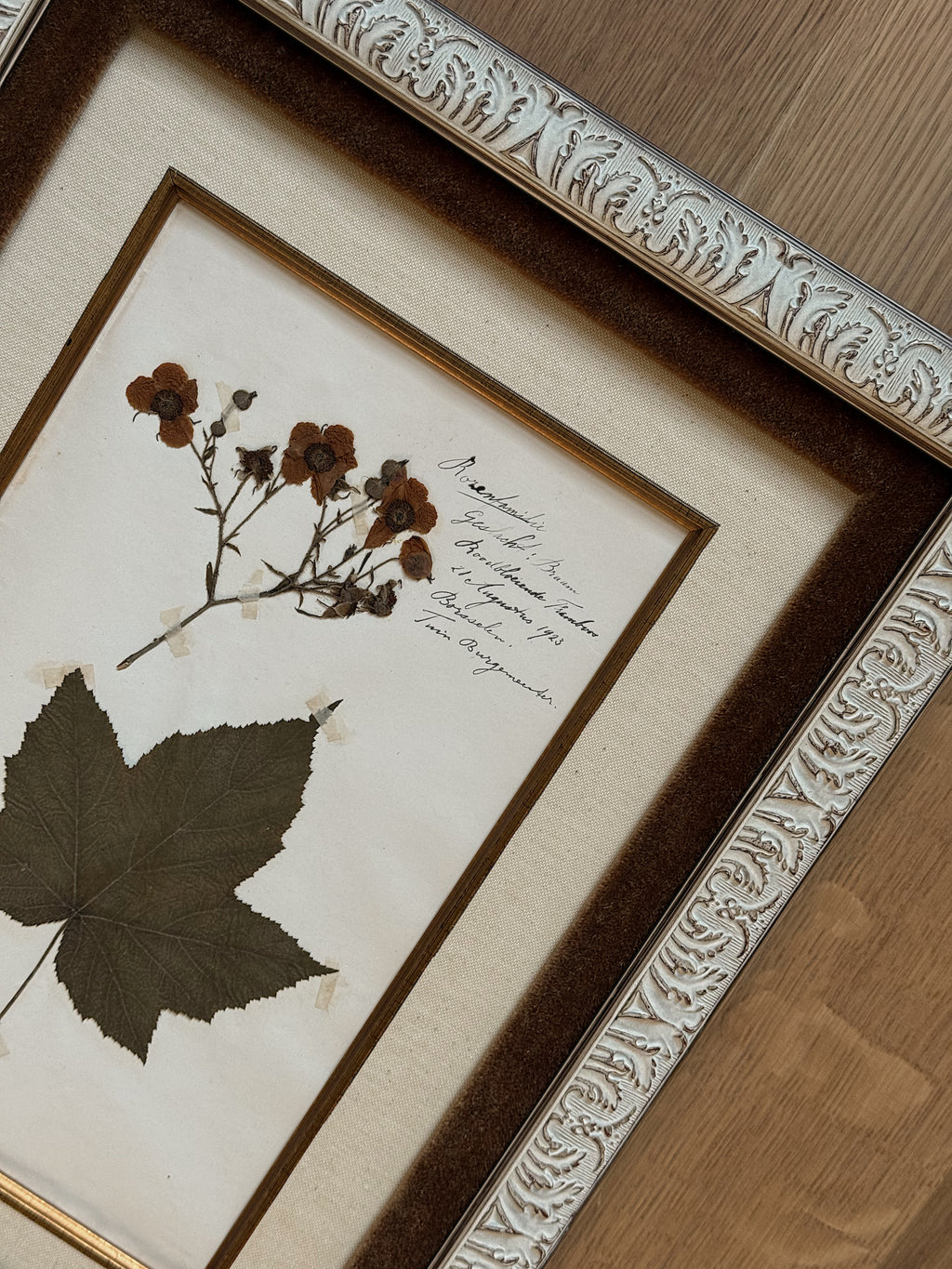 Custom Framed Antique Dutch Herbarium Collection