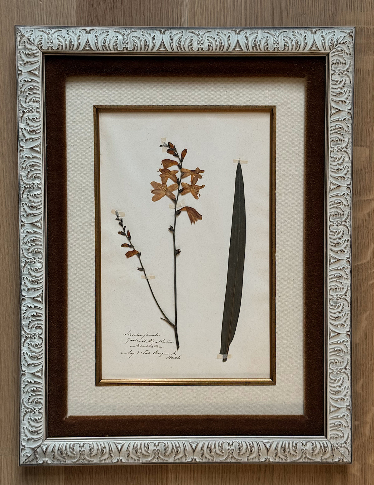 Custom Framed Antique Dutch Herbarium Collection