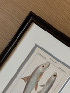 Antique Hand-Colored Fish Lithograph