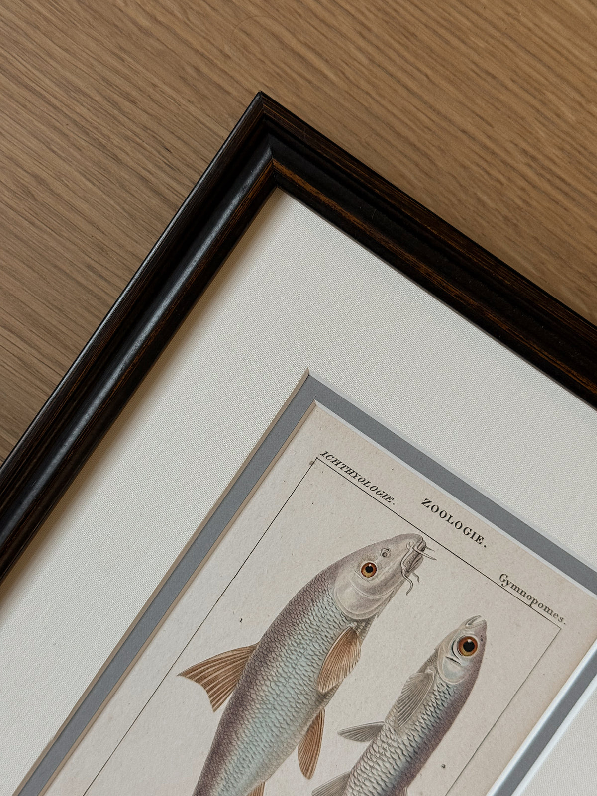 Antique Hand-Colored Fish Lithograph