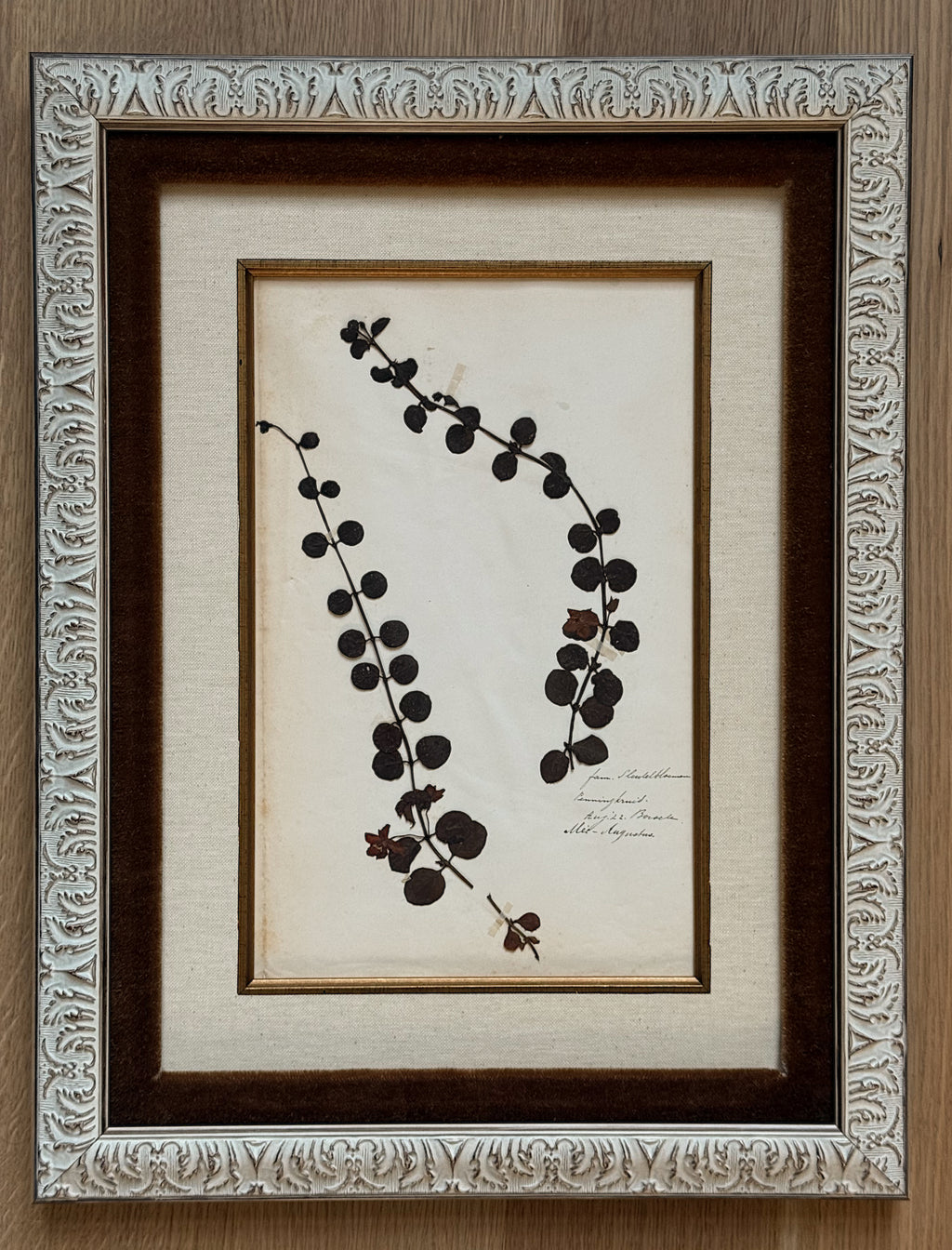 Custom Framed Antique Dutch Herbarium Collection
