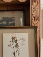 Set of Three Antique Dutch Herbarium Specimens, circa 1922
